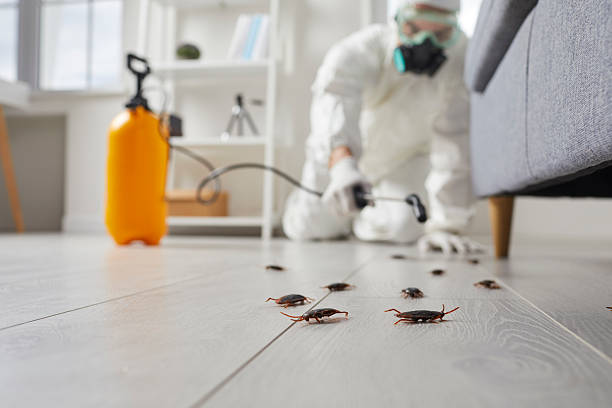 Affordable Termite Control solutions in Bay, AR